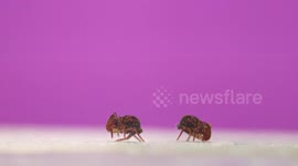 Researchers uncover hidden secrets of jumping ability of springtail bugs