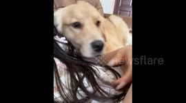 China: This Dog is Too Clingy