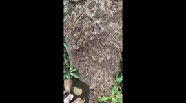Tree covered in caterpillars in Labuan, Indonesia
