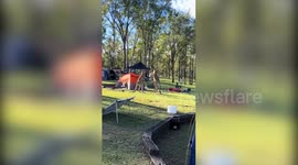 Kangaroos caught in boxing match in the middle of campground