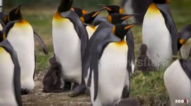 Chile: King Penguins Build Homes Among Sand Dunes Nearly 200 Miles From Sea Because of Global Warming