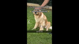 Post-surgery paws: Hilarious moments with a loopy pup