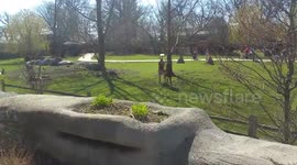 Fightclub kangaroo style