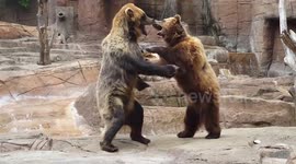 Bears have a sparring match at Indianapolis Zoo