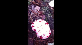 It's a mushroom that looks like a crime scene