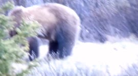 Multiple Bear Sightings in Alberta Rockies [Grizzly and Black Bear] #Rockies #Alberta