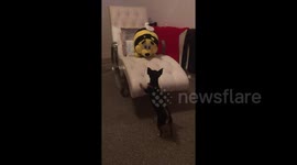 DUPLICATE This Chihuahua really doesn't like giant bee cuddly toys