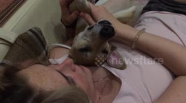 Putting cute whippet dog to sleep