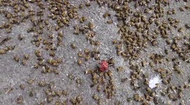Dead Bees All in a Cluster Found On Street