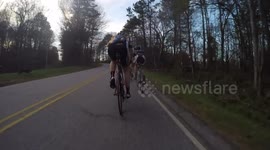 Small Bear or Big Dog?