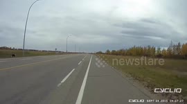 This Dog Really wants to Race