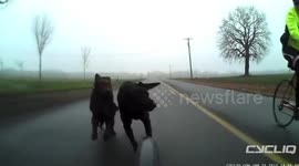 Who let the dogs out?