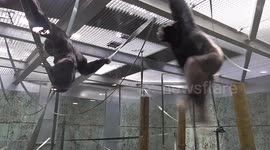Playful ape 'pinches another ape's bum' in enclosure