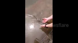 Fish keeps swimming back after being released