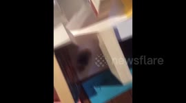 Girl lets her hamster decide whether she should revise or not for her exams