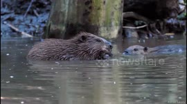UK: Beavers improve water quality in wetlands