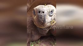 Australia: Tortoise Takes Tiny Hitchhiker on a Slow Ride at Perth Zoo
