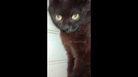 Black kitty bing cute