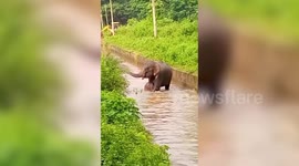Heartwarming! Baby elephant with mother rescued from canal in eastern India