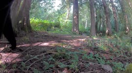Curious Black Bear Picks Up Trail Camera in Washington State