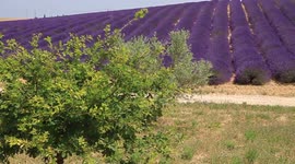 Floraison des lavandes sur le plateau de Valensole, Alpes-de-Haute-Provence. C'est au mois de juillet que la récolte des fleurs est entreprise. A cette époque les températures sont à la hausse. L'été bat son plein.