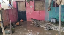Crocodile rescued from house after floods in Vadodara, India