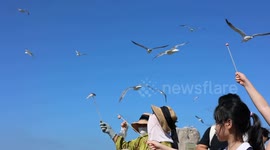 China: Tourists Feed Seagulls in Rongcheng