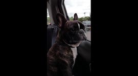 This French bulldog’s attempt at barking out the window is anything but ordinary—it’s a hilariously pathetic whine! It sounds like everything from communicating with raptors to practicing bird calls, and it’s so funny it might make you cry from laughter!