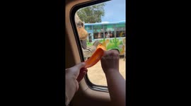Zebra pokes head through tourist car's window to eat carrots