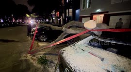 Downed Tree Over Vehicles
