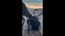 Deer raid backpack for food in Badija, Croatia