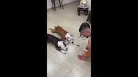 Dog learns to win treats in unique knife-pointing game in Naples, Italy