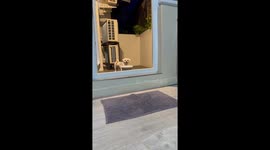 Clever pooch wipes his feet after coming in from outside