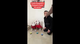 Dog in Italy quickly learns button-pressing game for treats