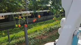This robot could be solution for Brit farmers hit by Brexit fruit picker shortage