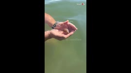 Man gets to hold the eerily fascinating Red Nose Cockle while bathing in seawater