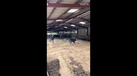 Calves chase each other playfully after being let inside their pen