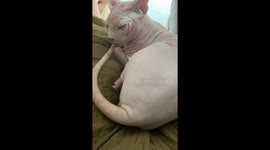 This hairless cat has a very interesting habit of sucking its tail while sleeping