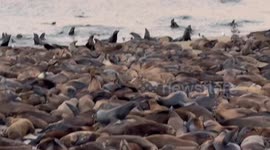 Sea Lions Take Over San Carlos Beach in Monterey, California