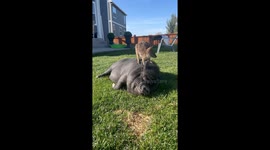 Our Wallaby Loves Hanging With the Pigs