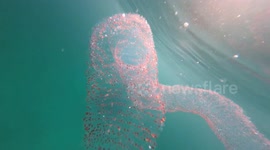 Diamond Squid Egg Masses - Koh Adang, Thailand (February 2024)