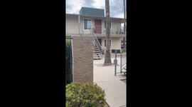 Pigeon Hops Down Stairs