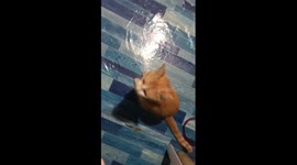 Kitten looks like he has something to say