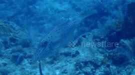 Scrawled filefish spotted in Biscayne National Park