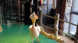 Staff rescues pigeon eaten alive by pelican in time