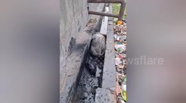 India: Health department & Noida Municipal corporation teams resqued coprastion a cow got stuck in a drain in Noida