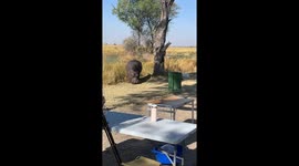 Hippo surprises campers when it casually enters campsite in Botswana