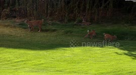 Photographers capture adorable bobcat antics on golf course