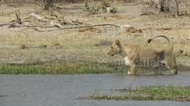 Incredible moments captured of the swimming lions of the Okavango Delta in Botswana