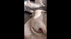 Dog nearly falls off couch while sleeping in Calgary, Canada